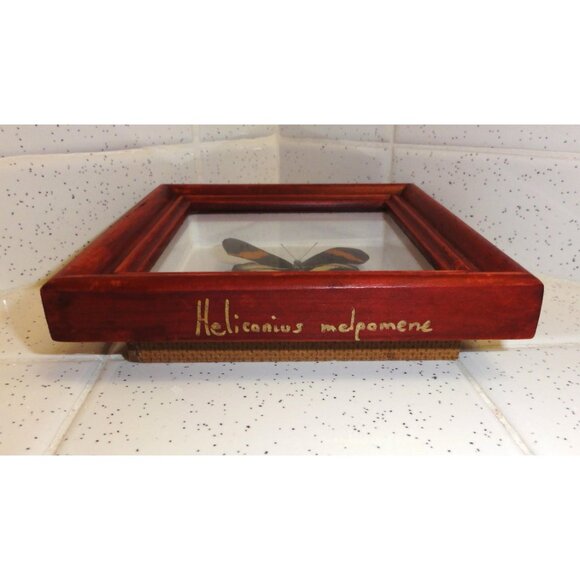 Vintage Framed Postman Butterfly oddity curiosity entomology insect wall hanging - Picture 8 of 10